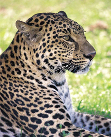 leopard photograph